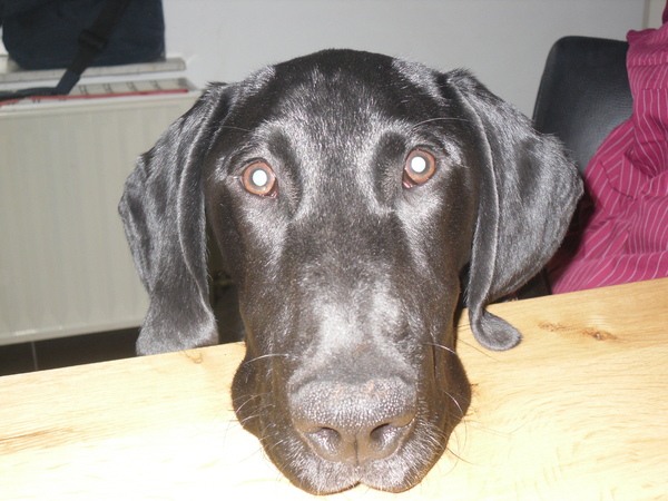 Als ik mijn hoofd zo op tafel leg, kunnen ze me niet missen!