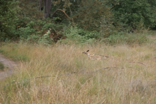 maf doen in hoog gras