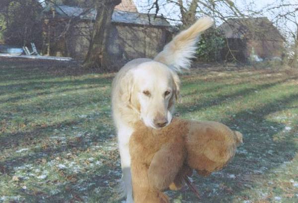 dat beertje moet altijd mee