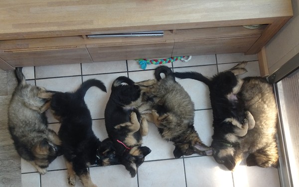 Knigtwatch Oudduitse herder kennel