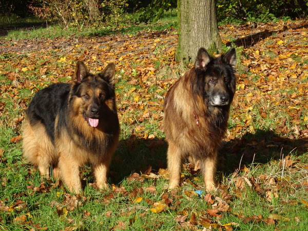Knigtwatch Oudduitse herder kennel