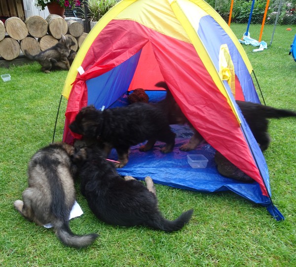 Knigtwatch Oudduitse herder kennel