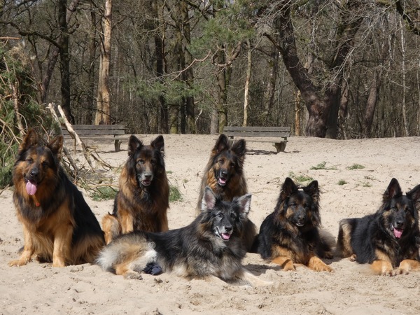 Knigtwatch Oudduitse herder kennel