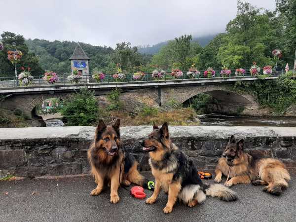 Knigtwatch Oudduitse herder kennel