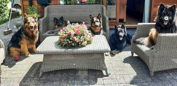 Knigtwatch Oudduitse herder kennel