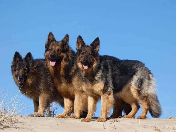 Knigtwatch Oudduitse herder kennel