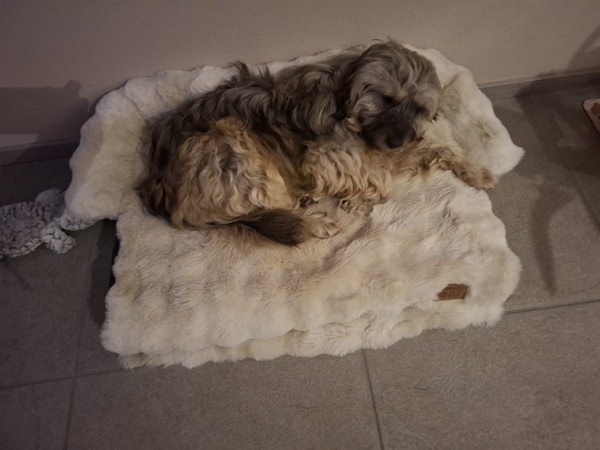 Bosanski Ostrodlaki Gonic Barak