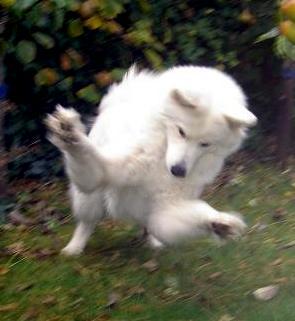 Brumma springt naar de