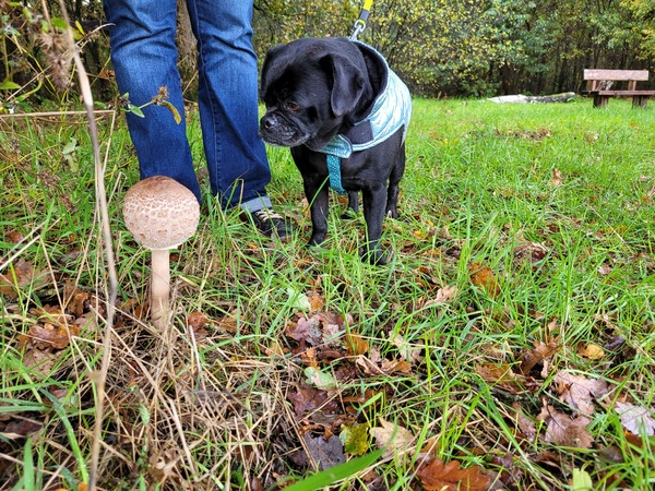 Riem strak voordat ie de paddestoel omver loopt
