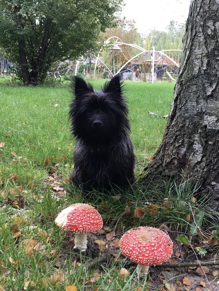 Bij een grote paddenstoel, rood met witte stippen.