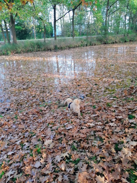 Bijna kopje onder in Het Kanaal 