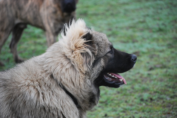 Kaukasische Owcharka