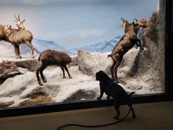 Sneeuw in een museum diorama