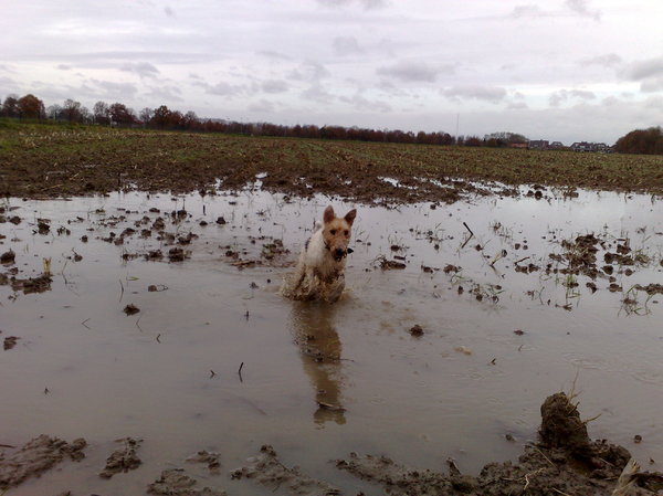 Morris zijn grootste hobby....Lekker vies worden!