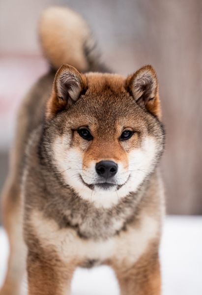 American Triumph Shiba Inu Belgie