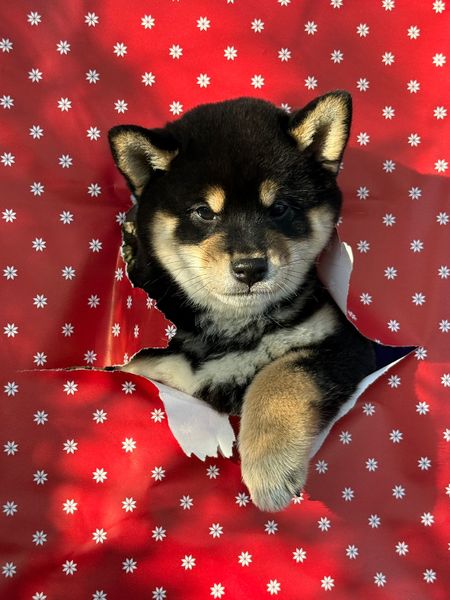 American Triumph Shiba Inu Belgie