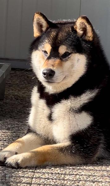 American Triumph Shiba Inu Belgie