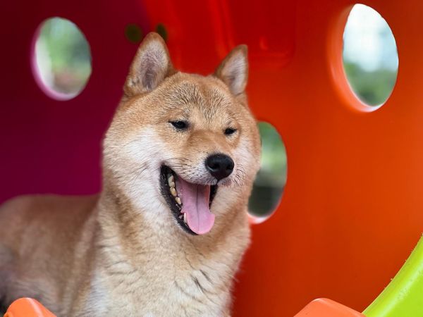 American Triumph Shiba Inu Belgie