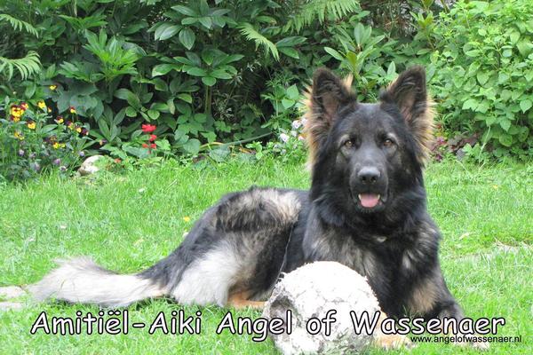 Oud Duitse Herdershond