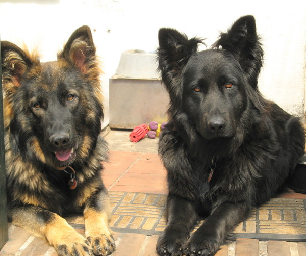 Oud Duitse Herdershond