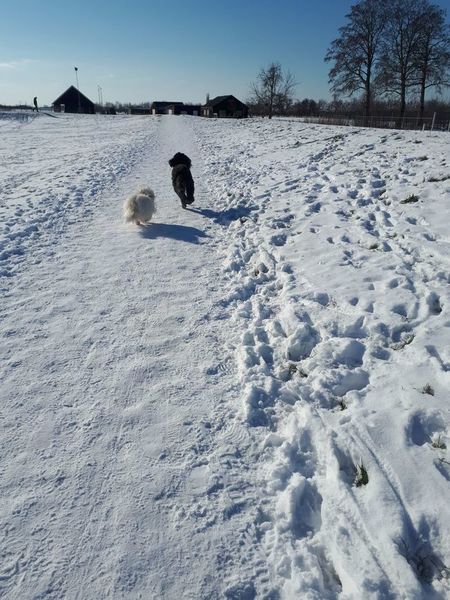 Prachtig besneeuwd weggetje om te wandelen.