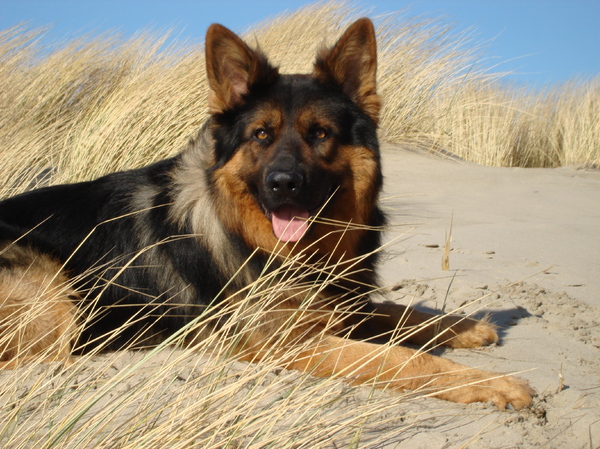 Oud Duitse Herdershond