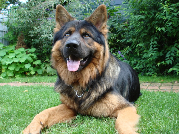 Oud Duitse Herdershond