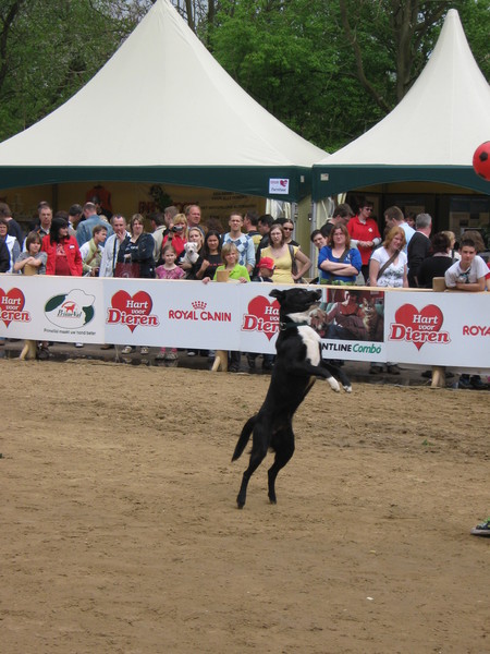 springen naar de bal
