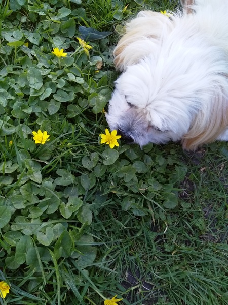 Speenkruid..snuift zo heerlijk weg.
