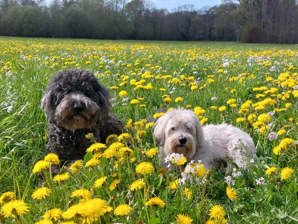 Lente tussen de weidebloemetjes