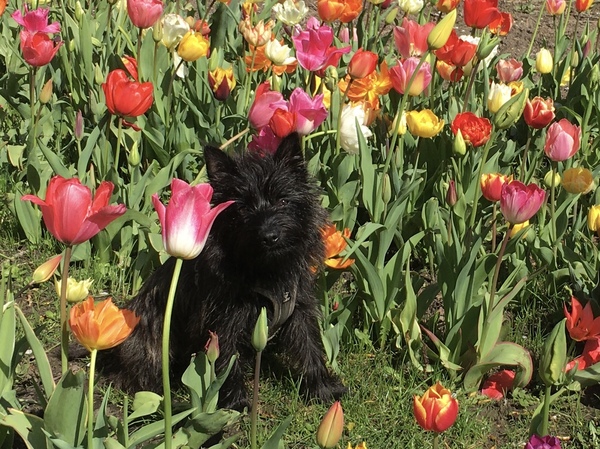 Tulpen!