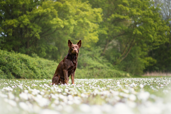 Flynn in een zee van madeliefjes