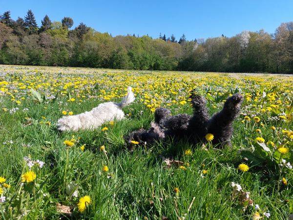 Even gek doen tussen de bloemetjes 