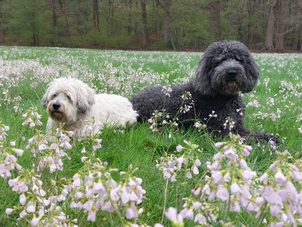 Lente jongens tussen de bloemen
