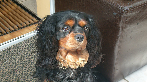 Cavalier King Charles Spaniel