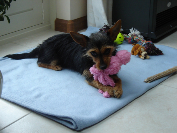 Donna's favoriete speeltje