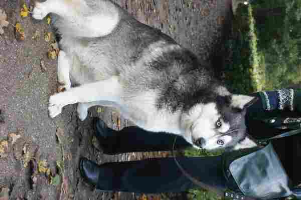Siberian Husky