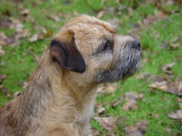 Border Terrier