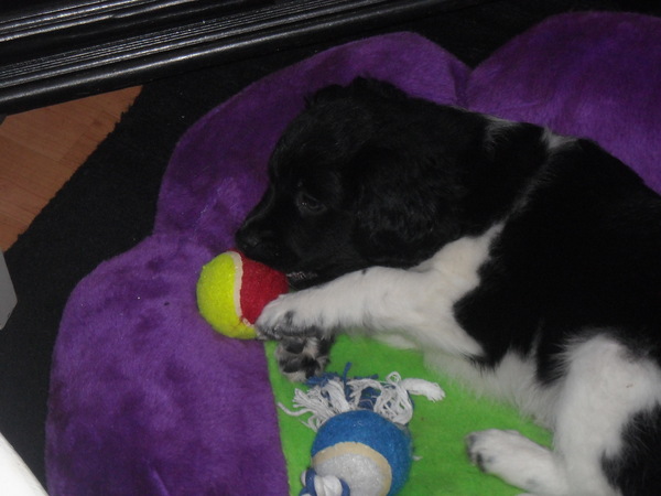 Bobo met zijn ballen