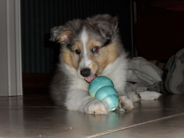 Diesel met zijn kong