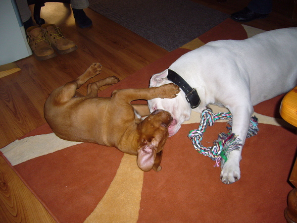 Met Moyo stoeien,is het liefste wat ik doe :-)