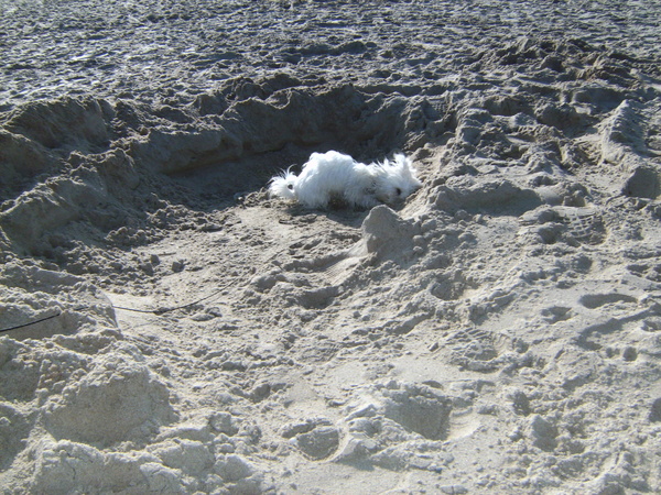 RAMBO SPEELT GRAAG IN ZAND