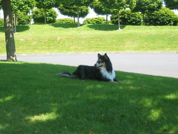 Shetland Sheepdog