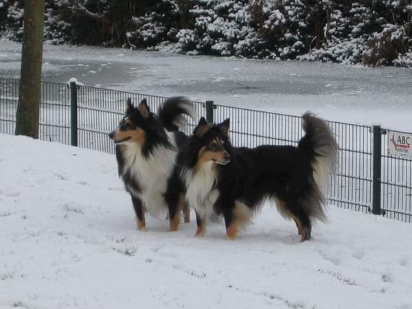 Shetland Sheepdog