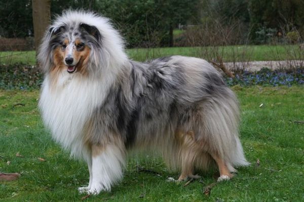 Schotse Herdershond, Langhaar