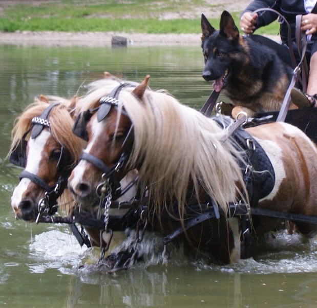 meerijden met de shetties...