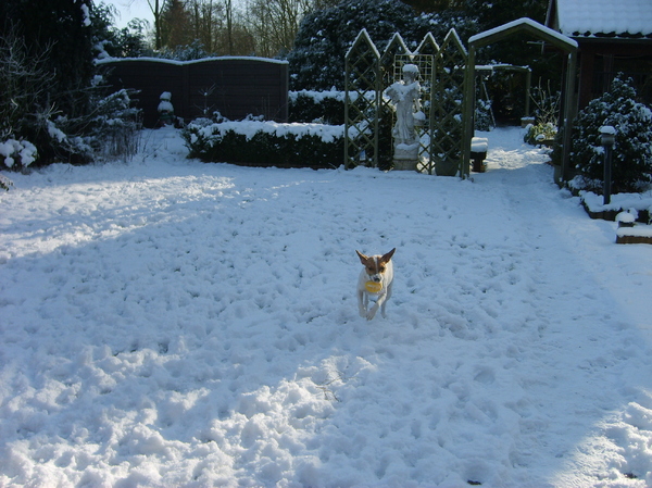 Bollie in de sneeuw met zijn bal