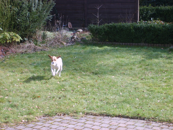 Bollie met zijn bal :-)