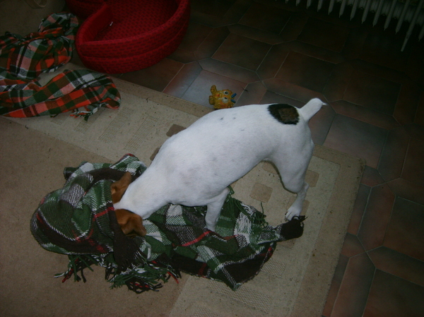 Bollie zoekt de bal in een dekentje.