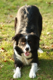 Border Collie